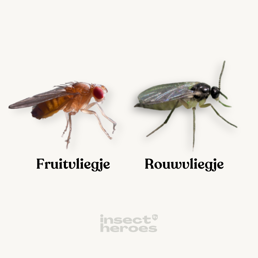verdelgen van fruitvliegjes