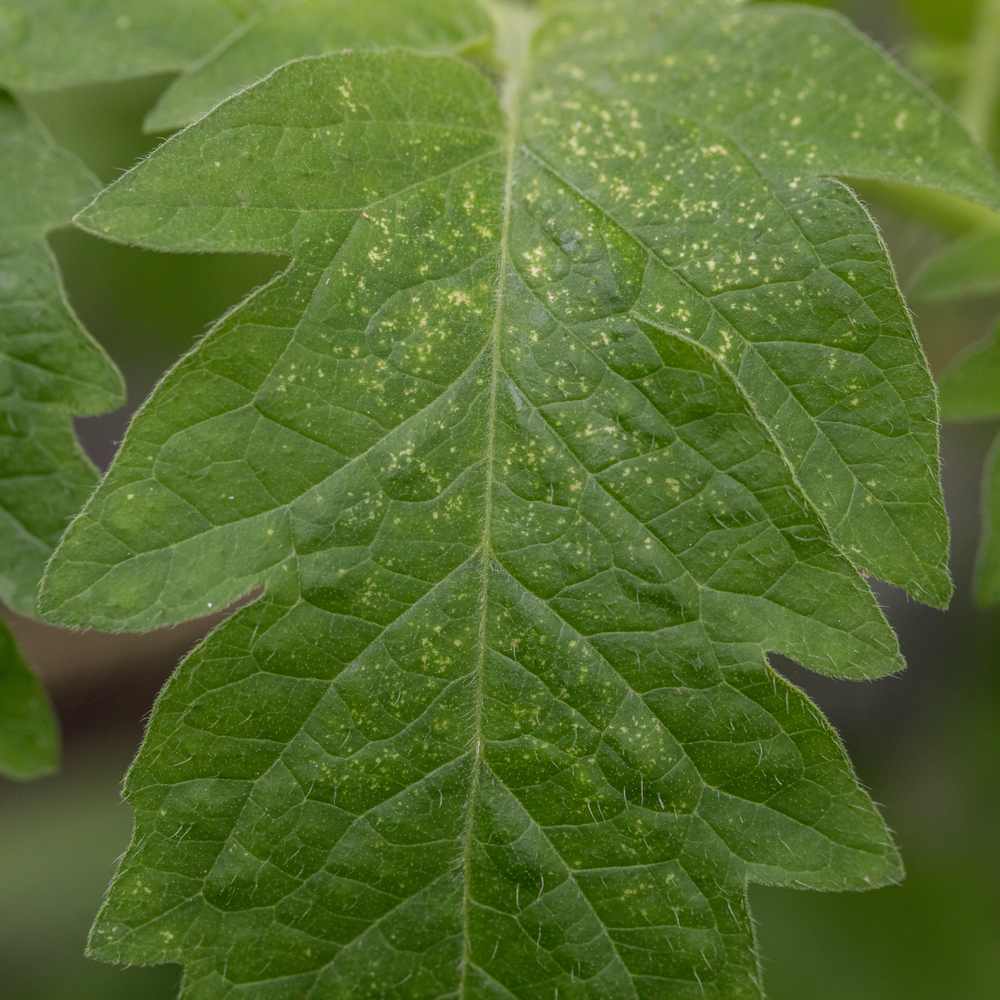 Spint Insect Meest voorkomende plagen in de tuin | Insect Heroes | Insect Heroes ...