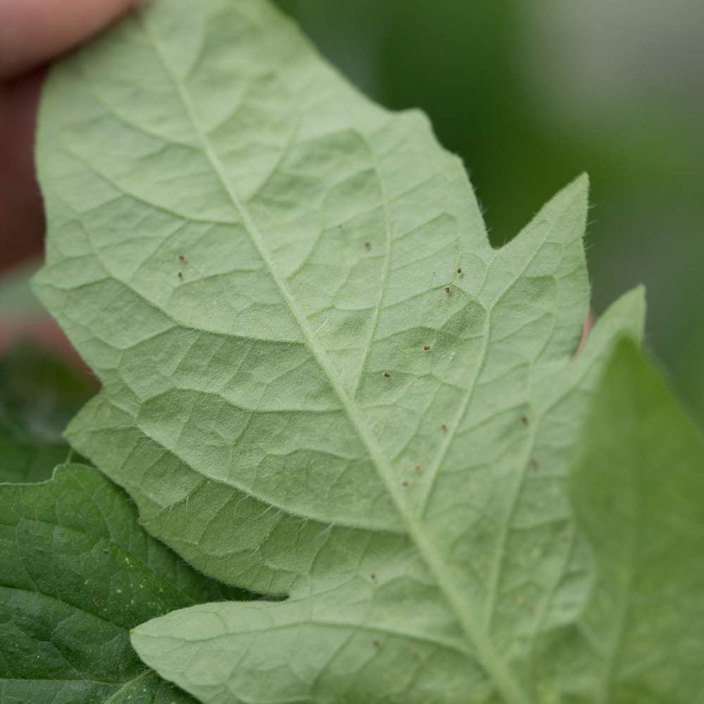 Spint Insect Meest voorkomende plagen in de tuin | Insect Heroes | Insect Heroes ...