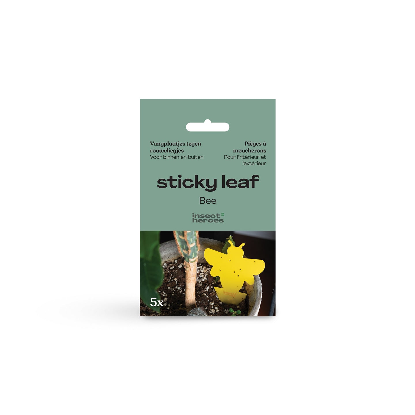 Sticky Leaf bee in potgrond met rouwvliegjes