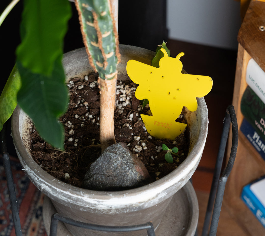 Sticky Leaf bee in potgrond met rouwvliegjes