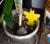 Sticky Leaf bee in potgrond met rouwvliegjes