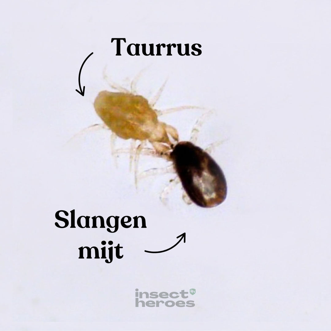 Taurrus - tegen slangenmijt