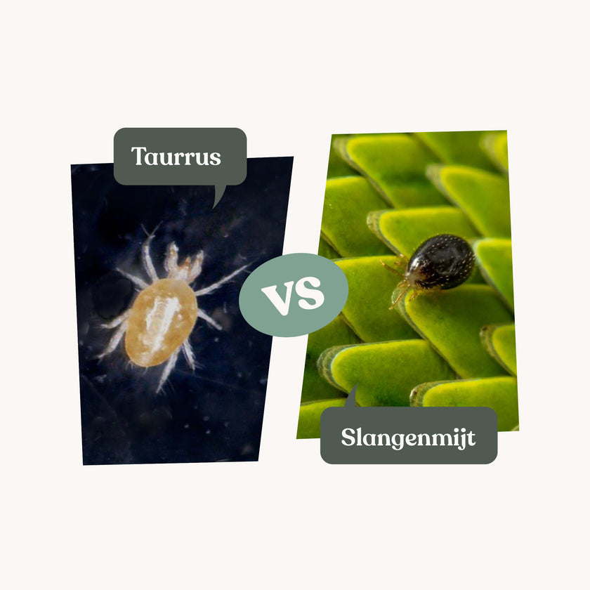 Taurrus - against snake mites
