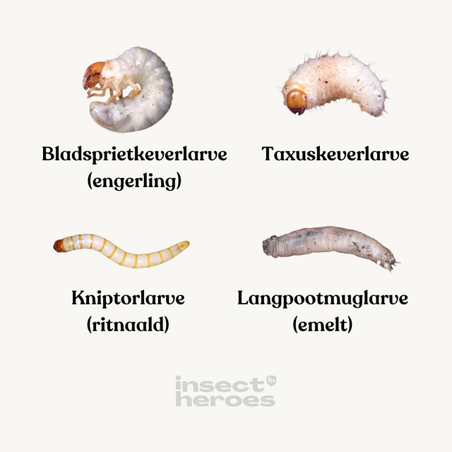 Emelten bestrijden in het gazon? Natuurlijke oplossing zonder gif ...