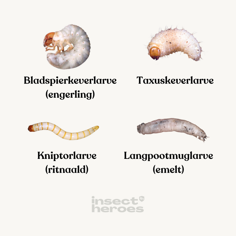 Verschil taxuskeverlarve, engerling, emelt en ritnaald