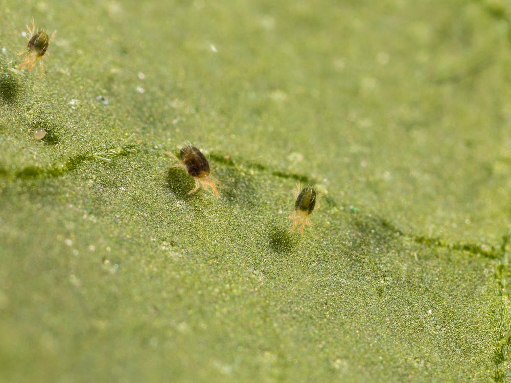 Spint Insect Spint bestrijden? Natuurlijke methode zonder gif! | Insect Heroes Nederland