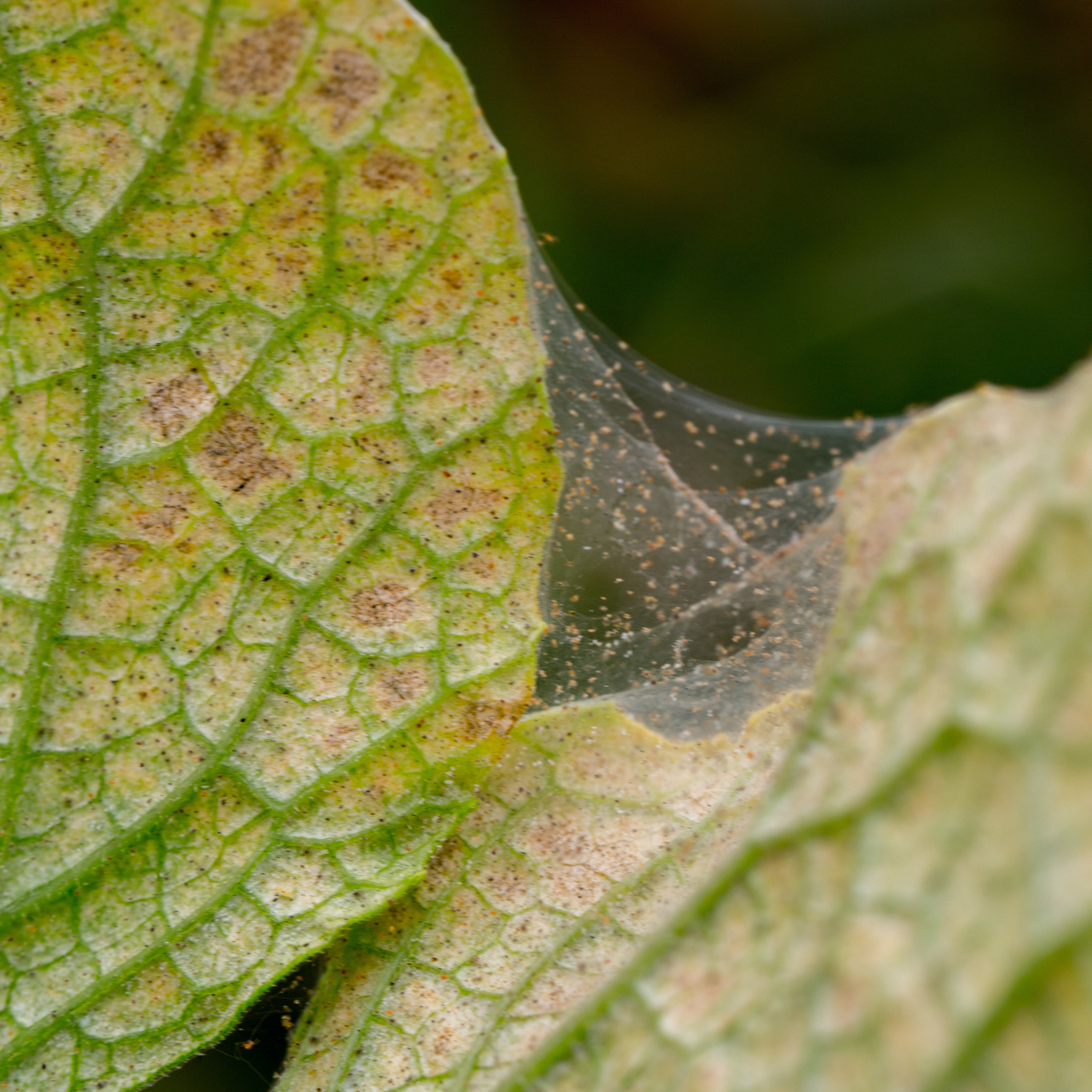 Spint Insect Meest voorkomende plagen in de tuin | Insect Heroes | Insect Heroes ...