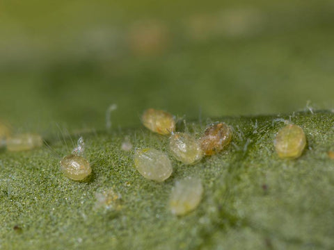 doorzichtige ronde larven van kaswittevlieg op blad