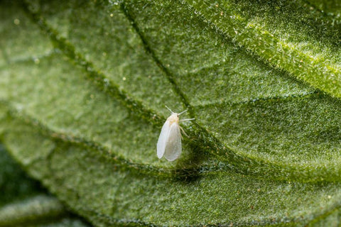 kaswittevlieg op blad