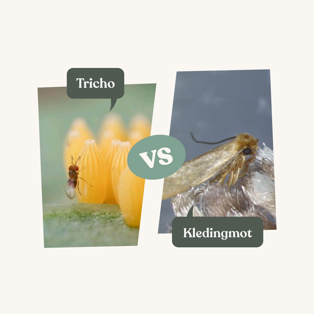 Tricho - against clothes moths