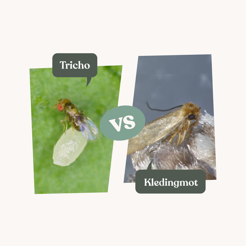 Tricho - against clothes moths