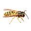[5]Wasps