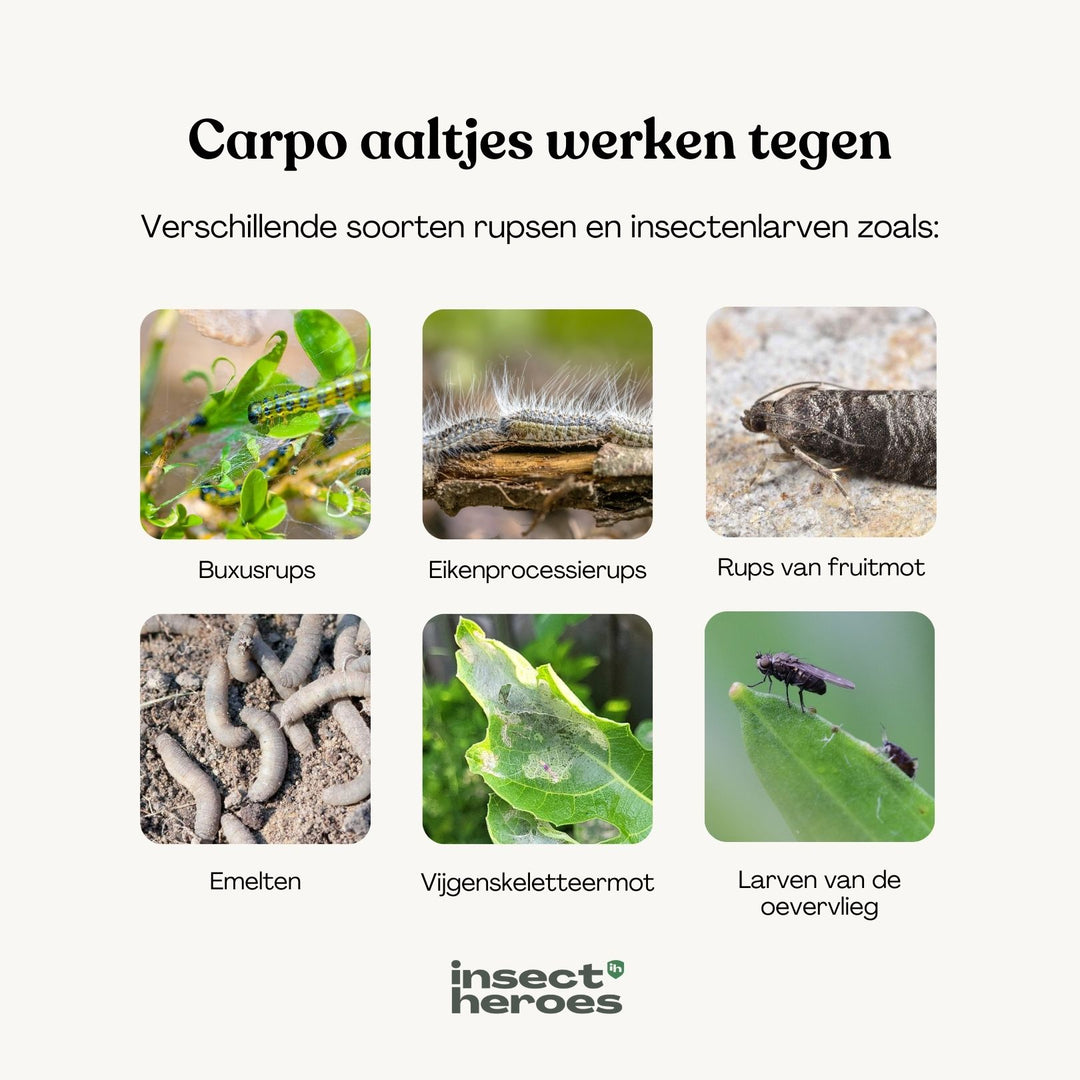 Carpo - tegen trips