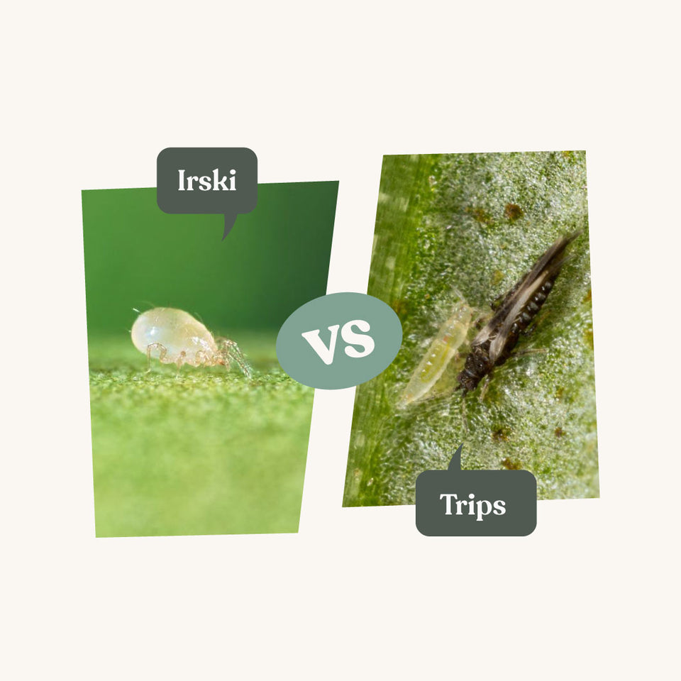 Roofmijten kopen tegen spint, trips en witte vlieg | 100% natuurlijk ...