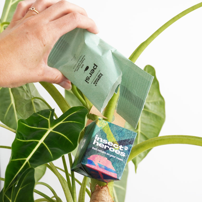 Jungle Deal - tegen spint