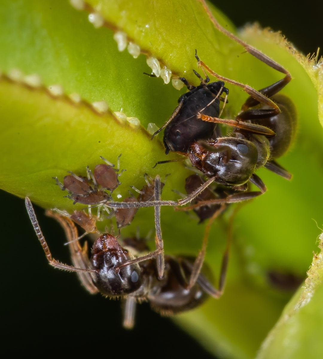 Mieren die bladluizen melken voor honingdauw