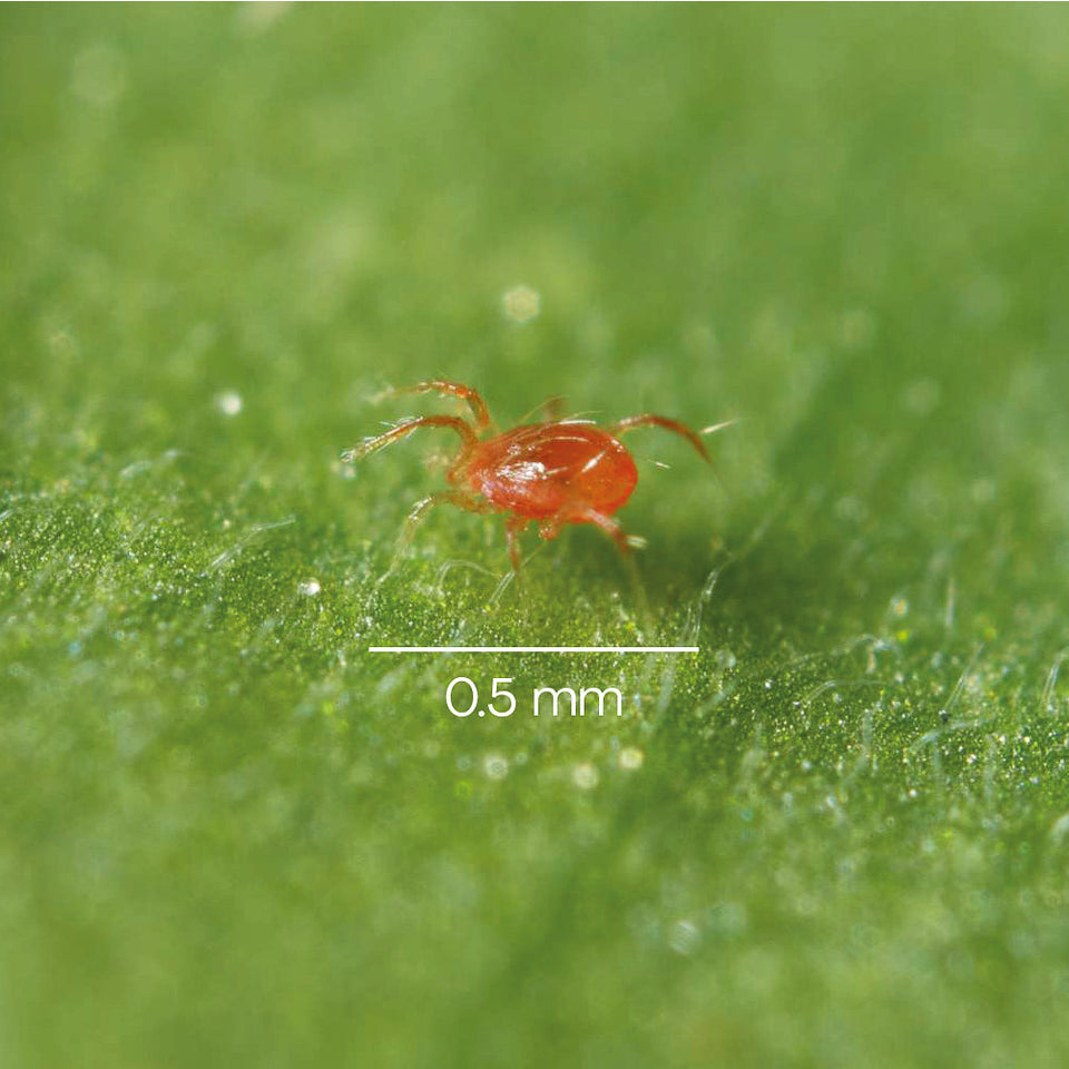 Optimized Deal - against spider mites