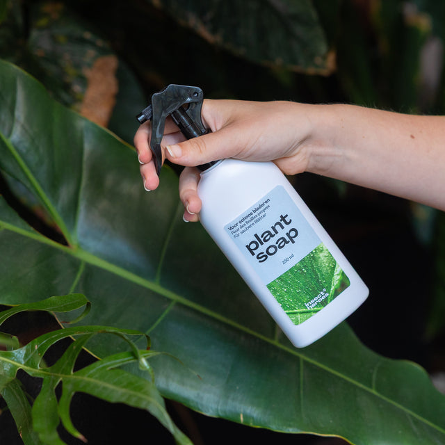 Een fles Plant Soap wordt gebruikt op een binnenplant