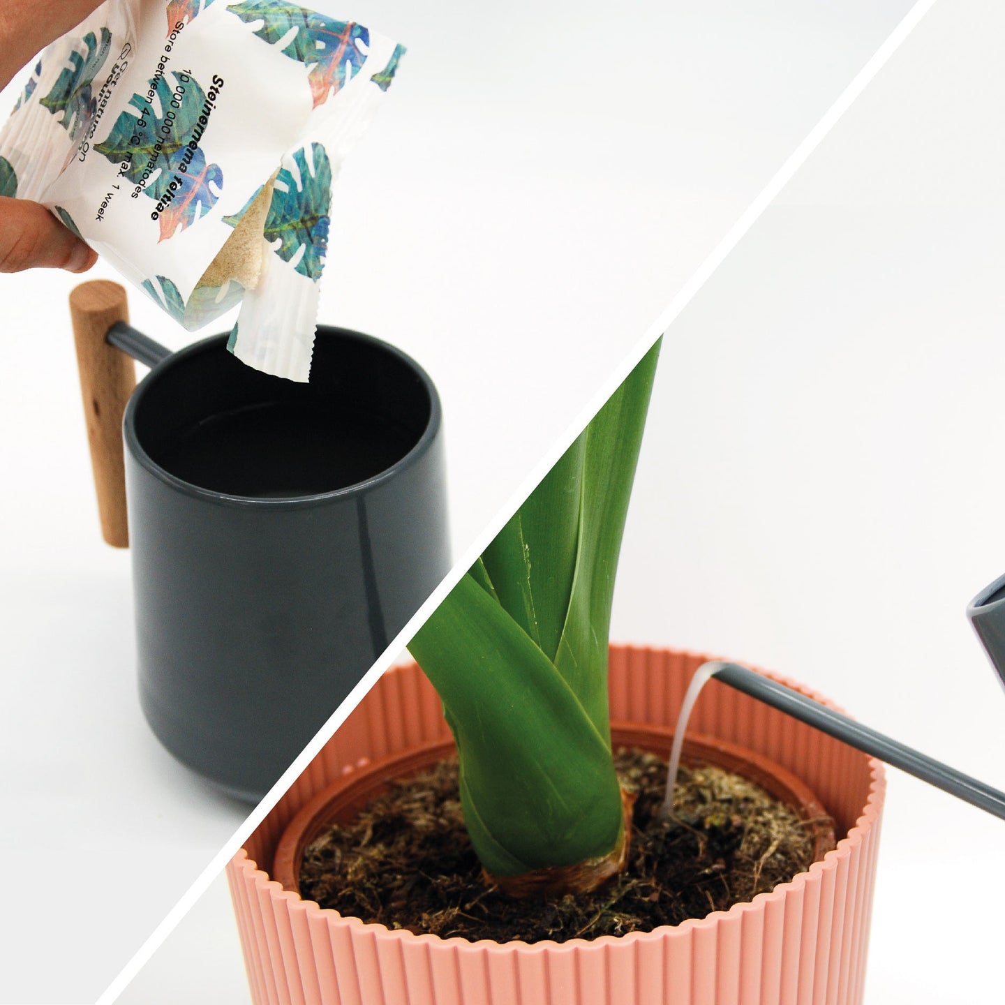 Brievenbuspakket Jungle Deal - tegen rouwvliegjes met handleidingen