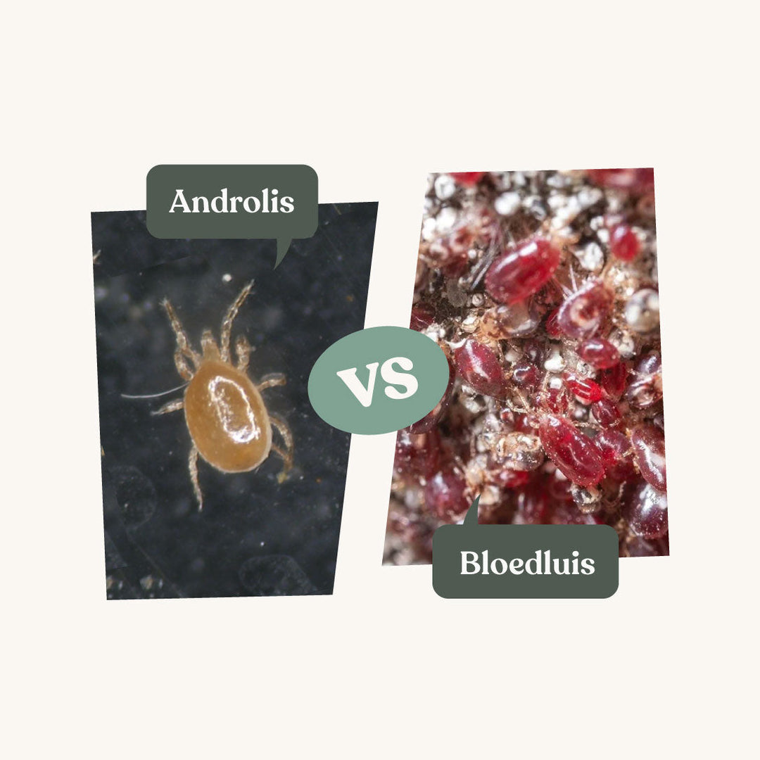 Androlis - against blood mites