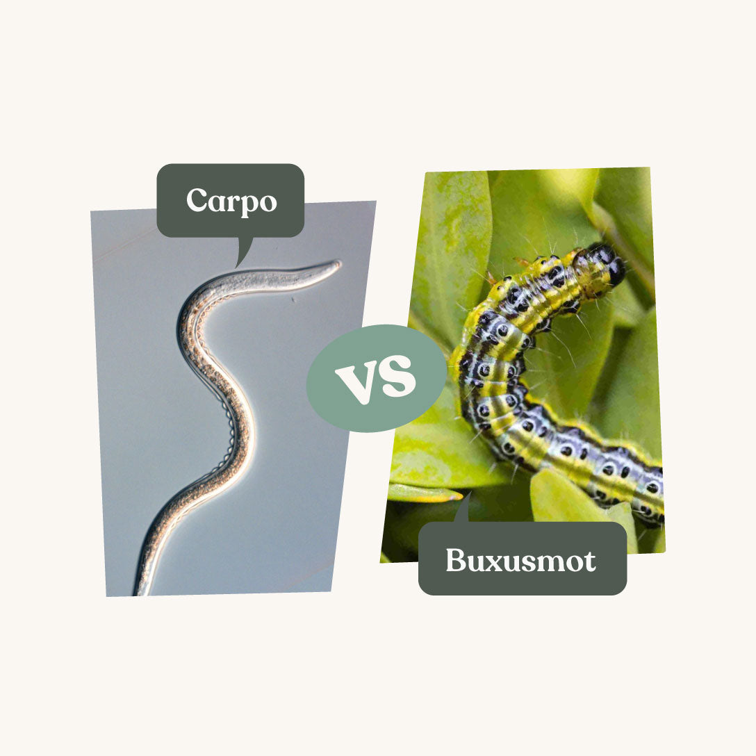 Aaltjes tegen plagen: wanneer gebruik je welk soort? 18 Carpo nematodes tegen buxusmot