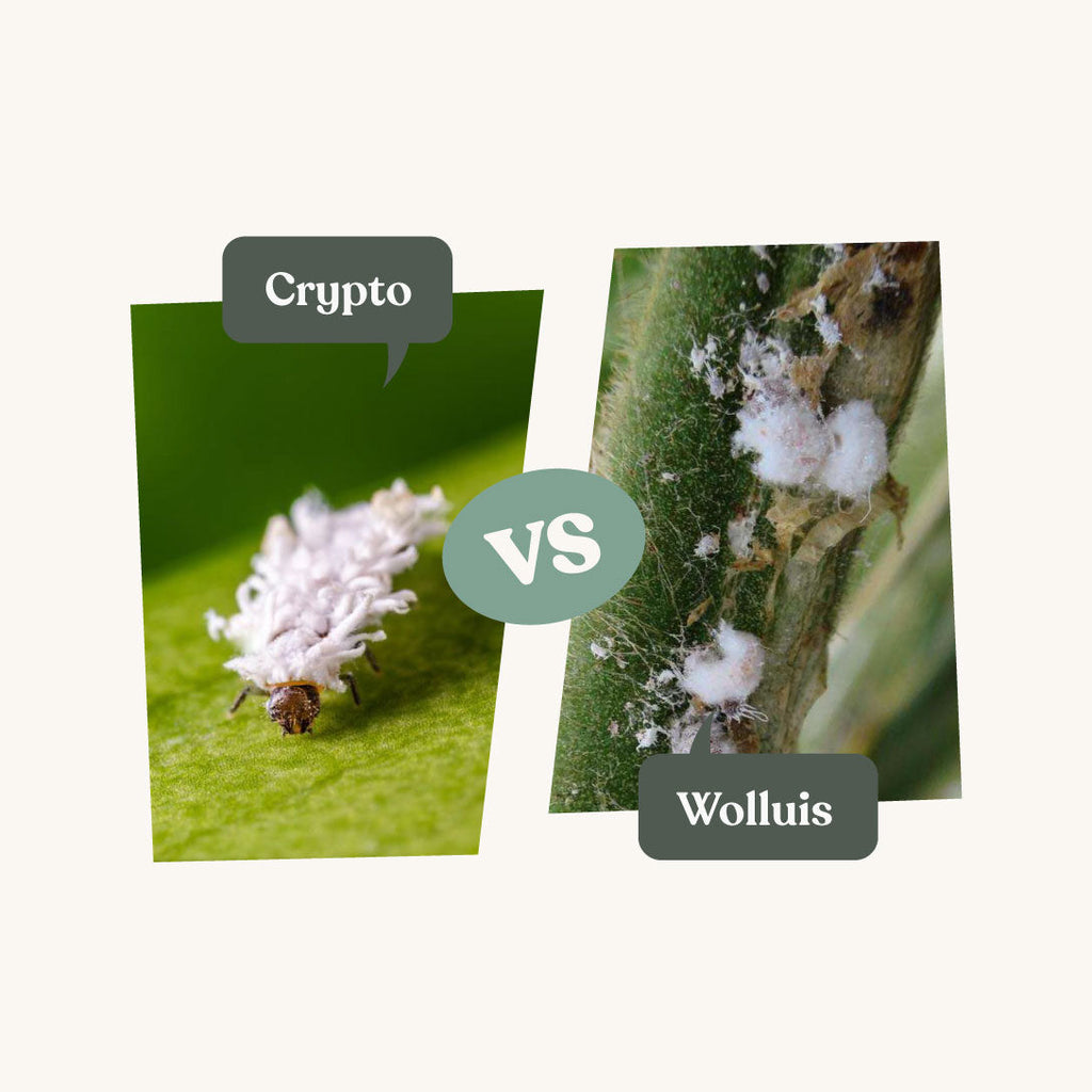 Wolluis bestrijden met keverlarven | 100% gifvrij | Vers uit de kweek |  Insect Heroes Nederland