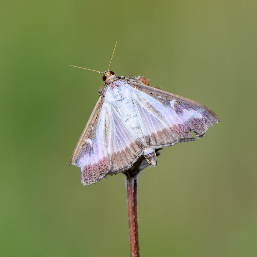 Buxa Trap - against box tree moth