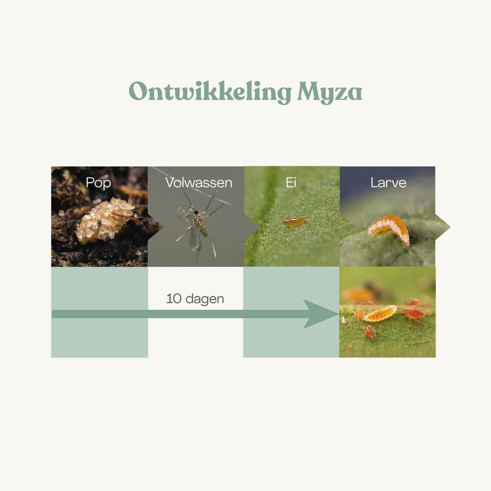 Myza - tegen bladluis