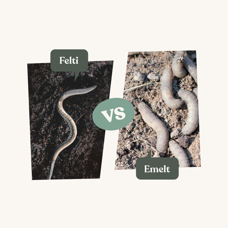 Emelten bestrijden in het gazon? Natuurlijke oplossing zonder gif ...