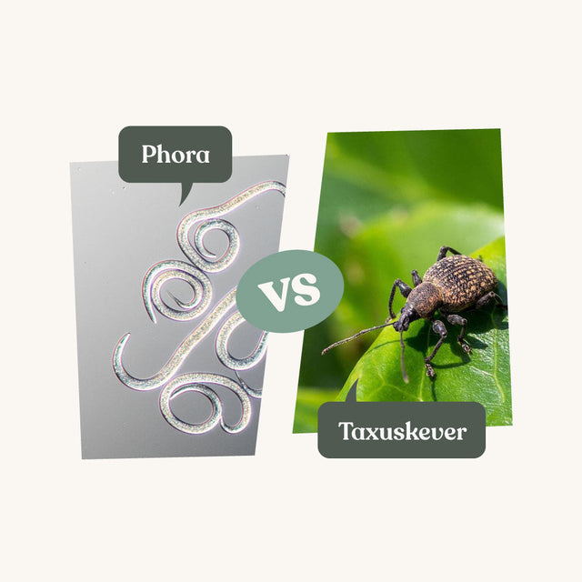 Phora - against vine weevil