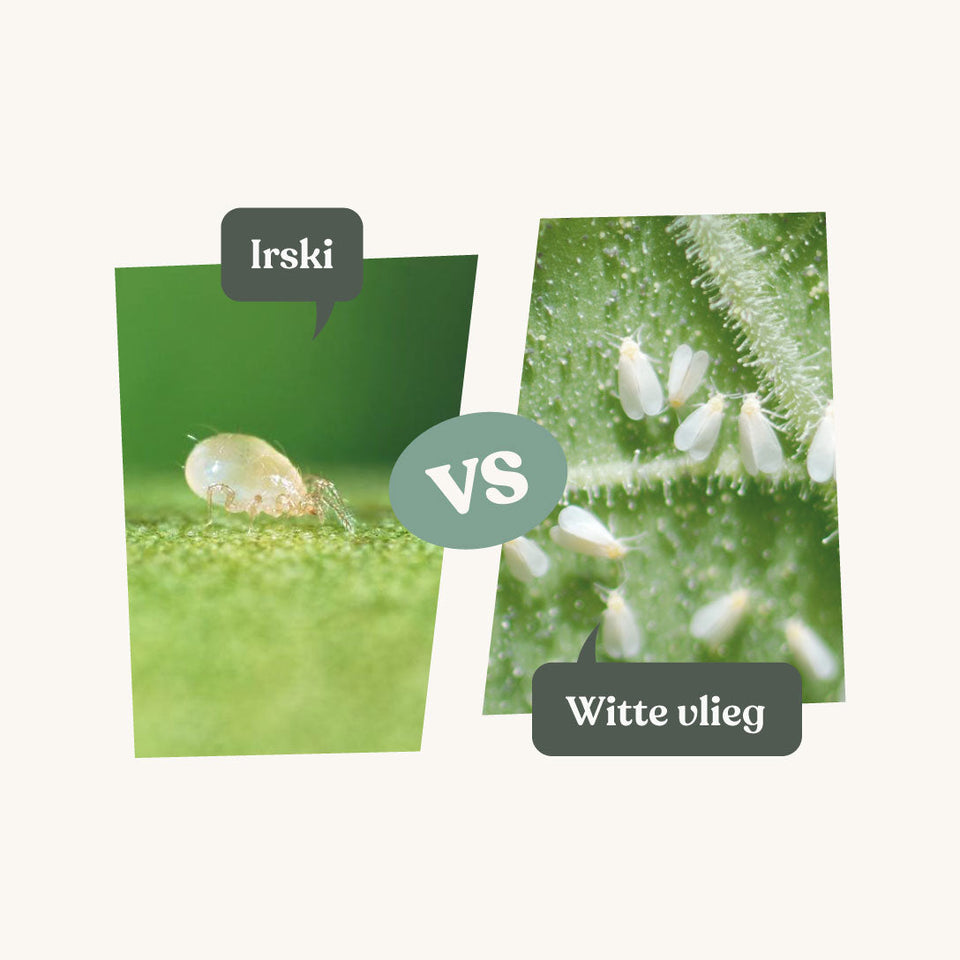 Insect Heroes | Biologische plaagbestrijding zonder gif