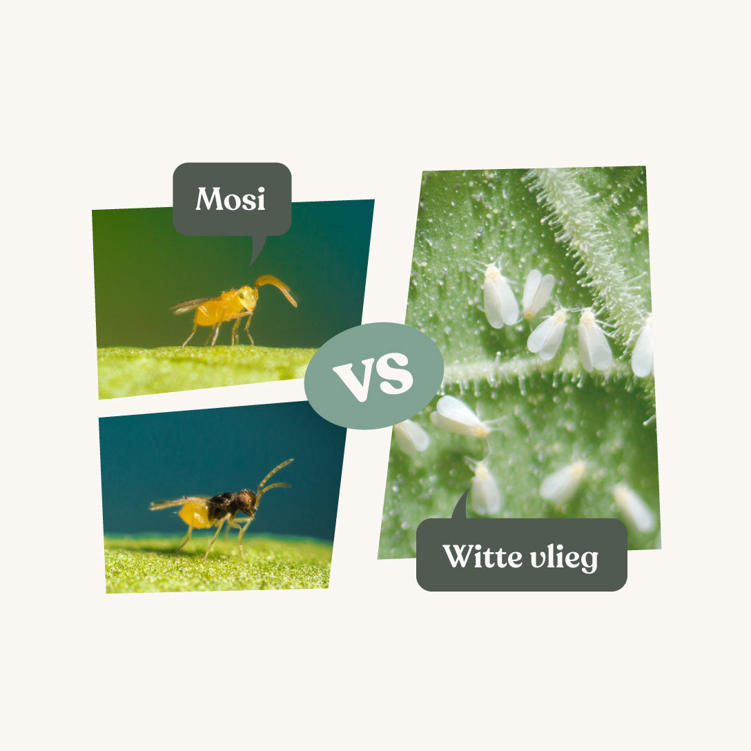 Natuurlijke insectenbestrijding: 6 soorten roofmijten & andere bestrijders 13 Mosi - 2 soorten sluipwespen tegen witte vlieg