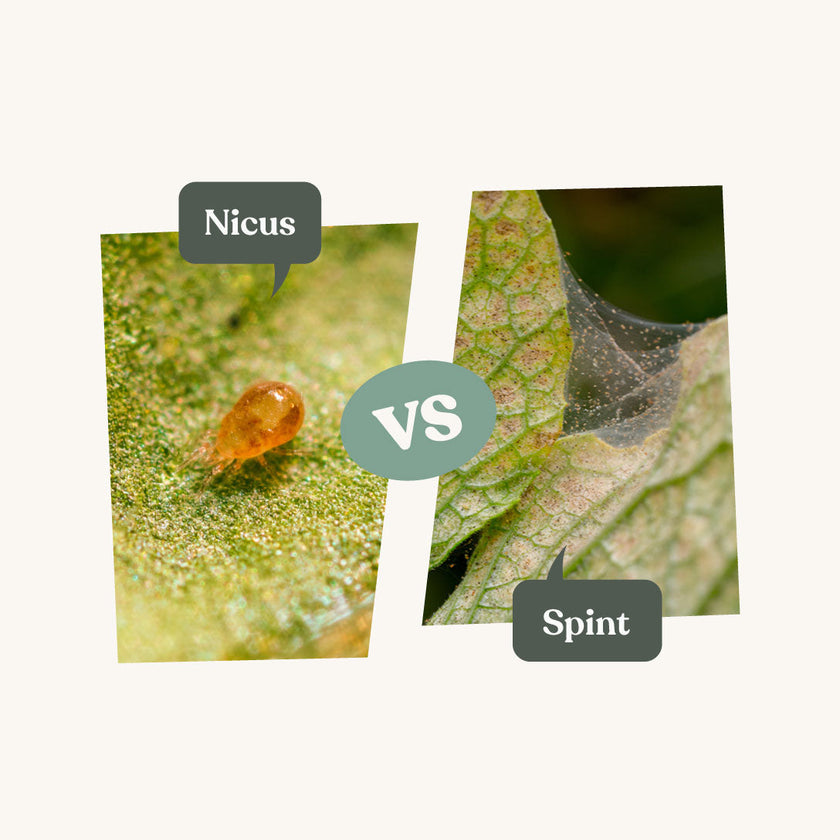 Nicus - against spider mites