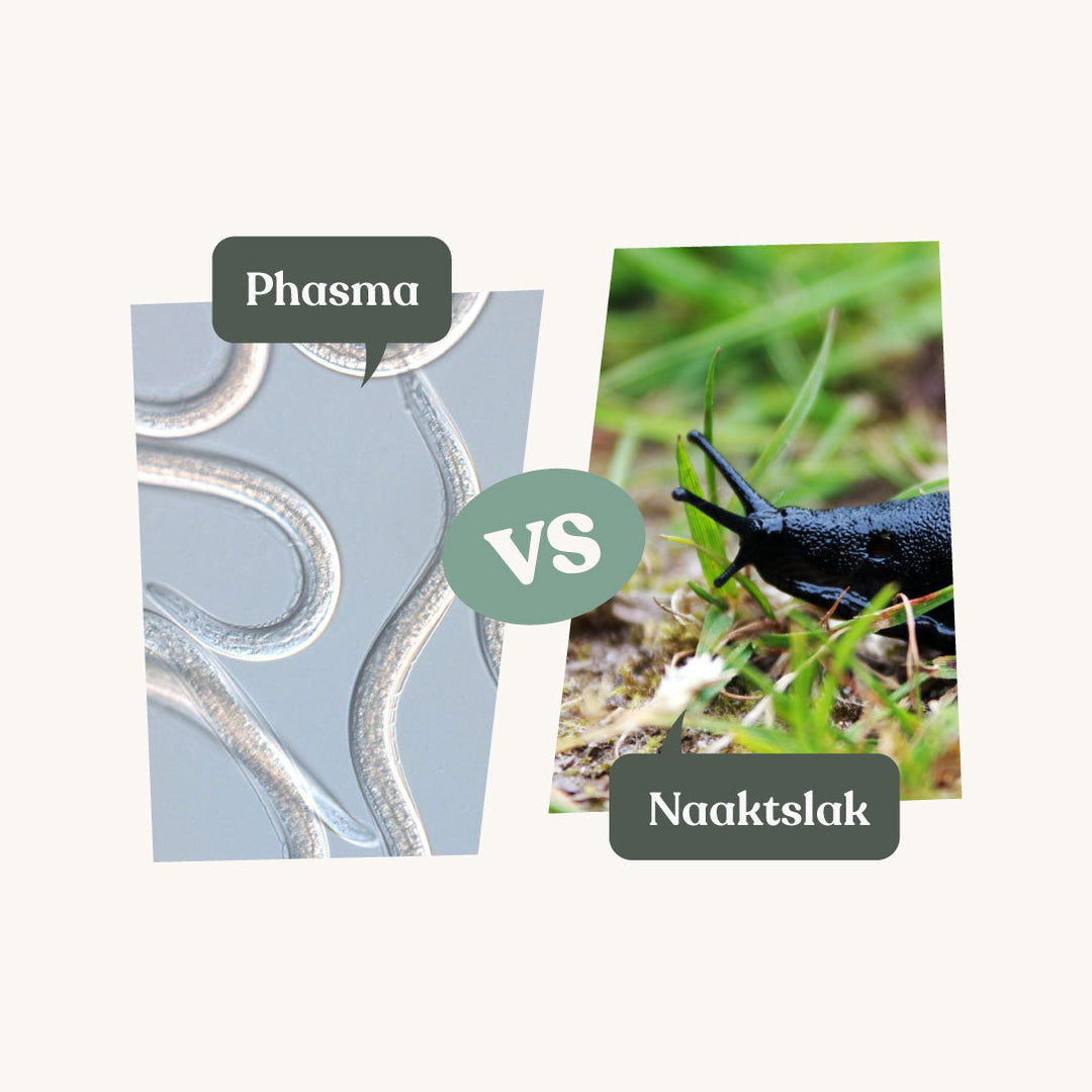 Phasma - against slugs