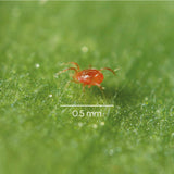 Persi - against spider mites