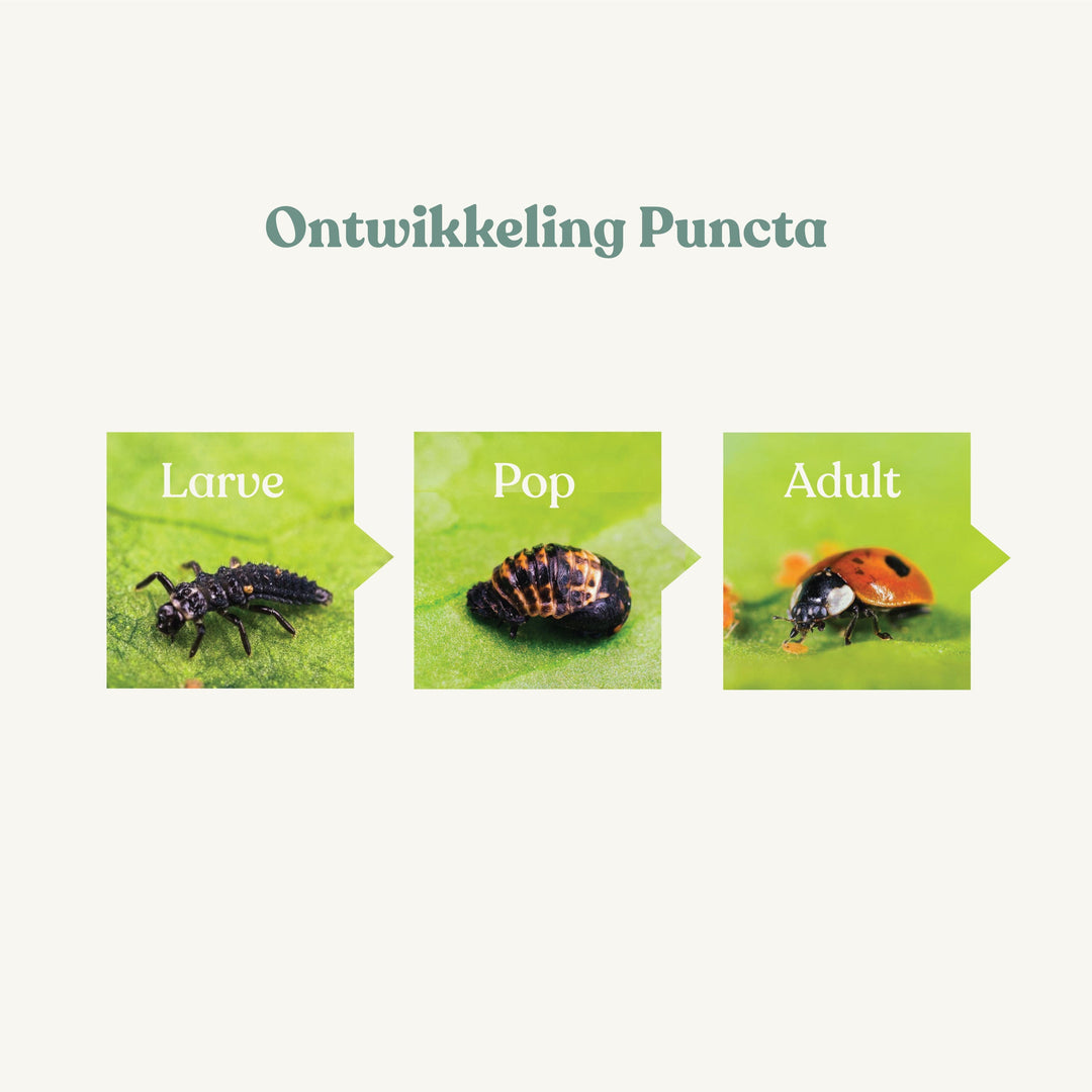 Puncta - against aphids